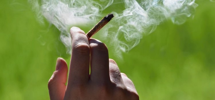 Los efectos de la marihuana van desde la relajación hasta la dificultad en racionar